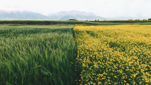 Landwirtschaft