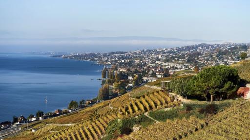 Lavaux