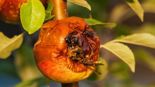 Fauler Apfel mit Insekten