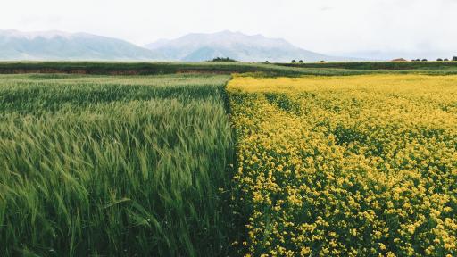 Grundstück im Ausland